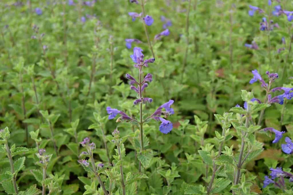Nepeta x faassenii 'Kit Kat' <span class="hidden specialOffer"></span> ---